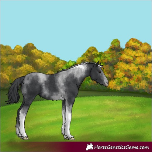 Horse Color:Black Tobiano 