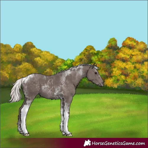 Horse Color:Silver Black Tobiano 