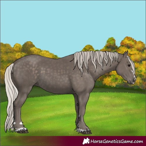 Horse Color:Silver Black 