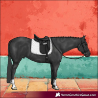 Horse Color:Black 