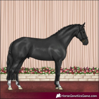 Horse Color:Black 