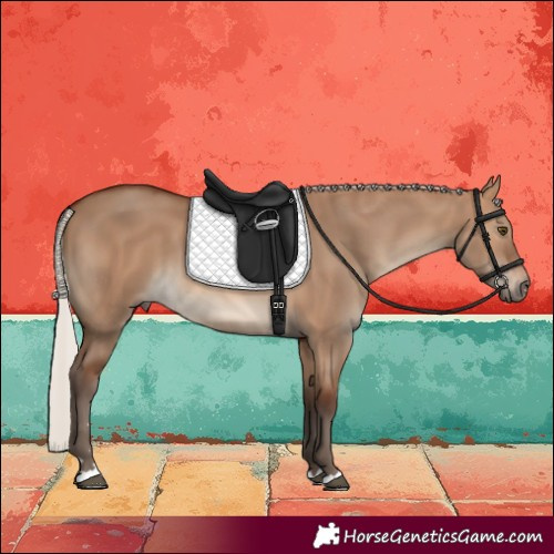 Horse Color:Silver Brown Dun 