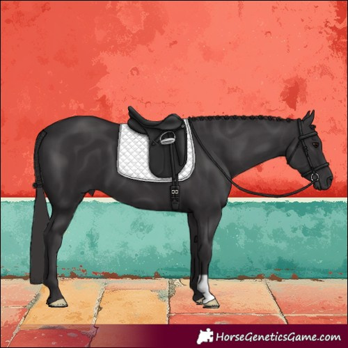 Horse Color:Smoky Black 