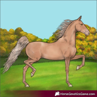 Horse Color:Gold Champagne 