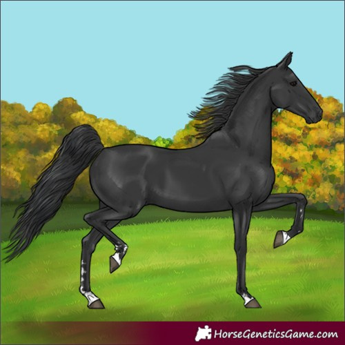 Horse Color:Black 