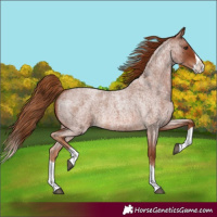 Horse Color:Red Roan Splash