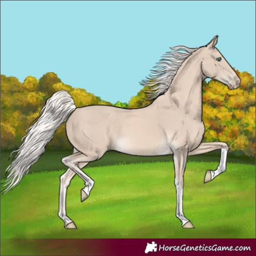 Horse Color:Cremello Tobiano 