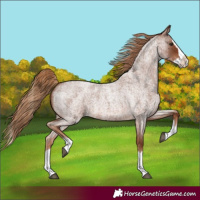 Horse Color:Red Roan Splash 