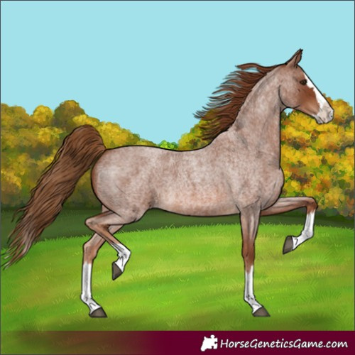 Horse Color:Red Roan Splash 