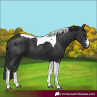 Horse Color:Black Tobiano Rabicano 