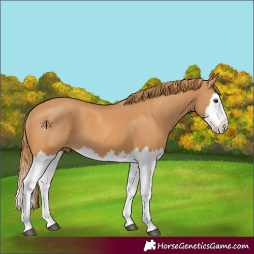 Horse Color:Chestnut Splash 