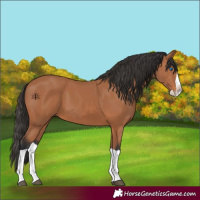 Horse Color:Bay Splash 