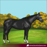 Horse Color:Gray Black