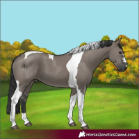 Horse Color:Grullo Tobiano