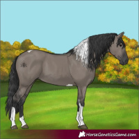 Horse Color:Grullo Tobiano