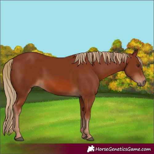 Horse Color:Chestnut 