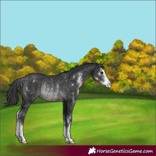 Horse Color:Black Sabino Appaloosa Rabicano 