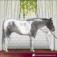 Horse Color:Black Tobiano Appaloosa Rabicano 