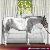Horse Color:Black Tobiano Appaloosa Rabicano 