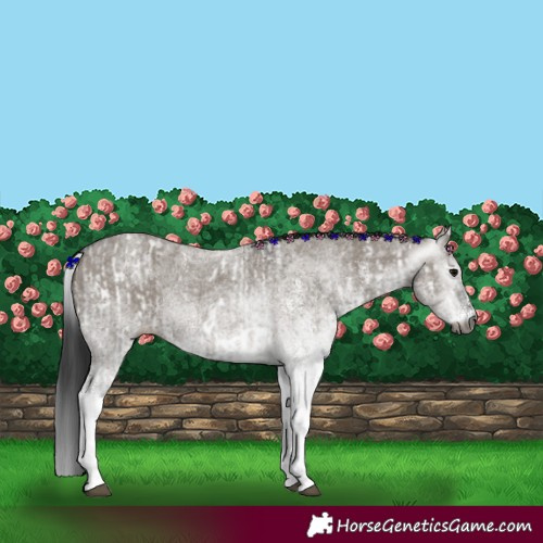 Horse Color:Gray White Spotted Grullo  and Gray White Spotted Grullo 