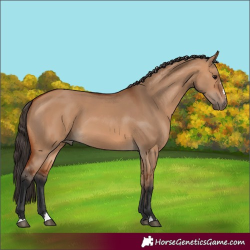 Horse Color:Bay Dun 