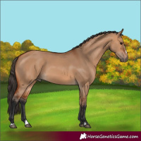 Horse Color:Bay Dun