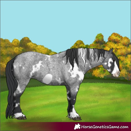 Horse Color:White Spotted Blue Roan Frame 