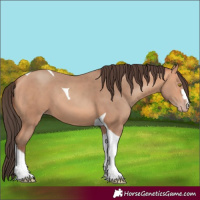 Horse Color:Amber Champagne Tobiano