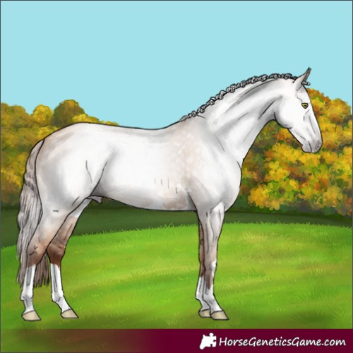 Horse Color:Gray Gold Champagne Dun 