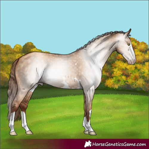Horse Color:Gray Gold Champagne Dun 