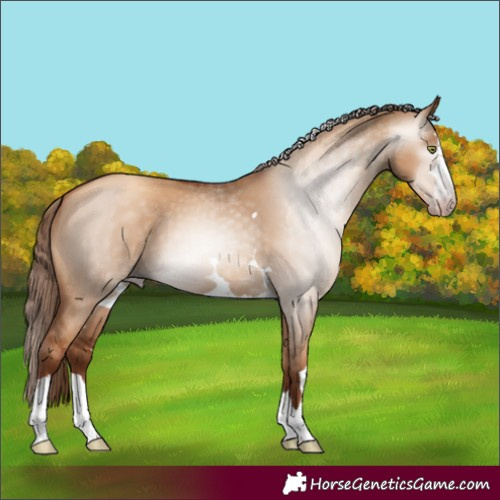 Horse Color:Gray Gold Champagne Dun 