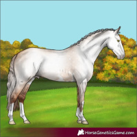 Horse Color:Gray Gold Champagne Dun 