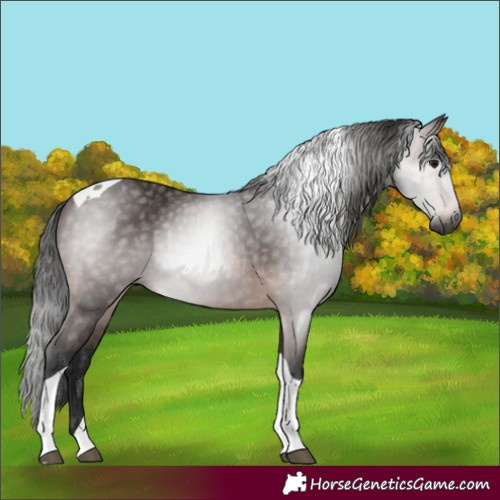Horse Color:Gray Bay Tobiano Rabicano 