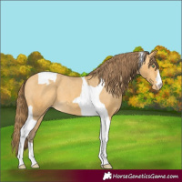 Horse Color:Amber Cream Champagne Tobiano Appaloosa 