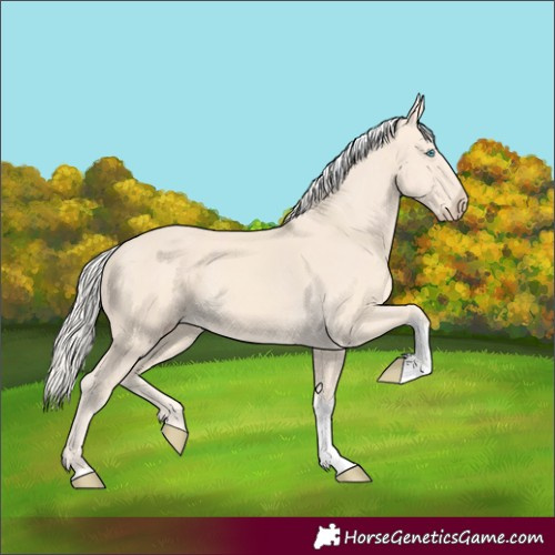Horse Color:Cremello Tobiano