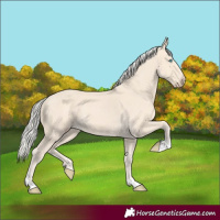 Horse Color:Cremello Tobiano 