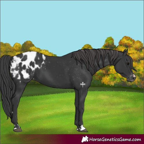 Horse Color:Black Appaloosa 