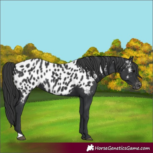 Horse Color:Black Appaloosa 