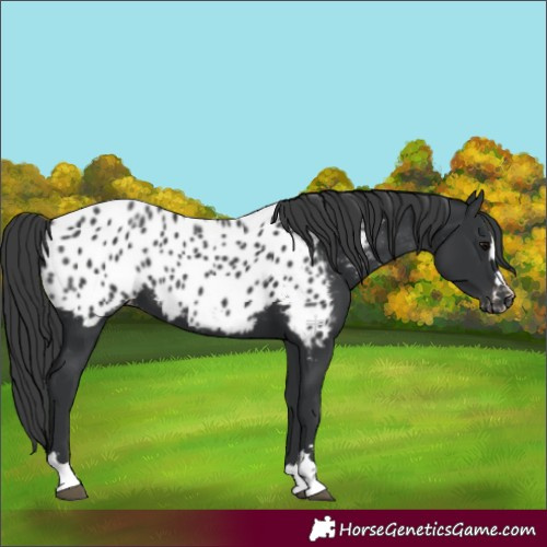 Horse Color:Black Near Leopard 