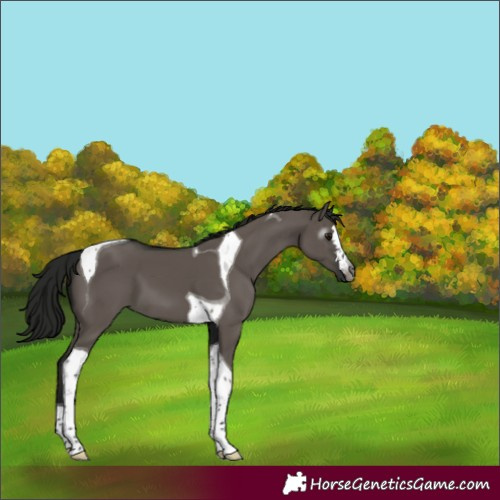Horse Color:Unknown 