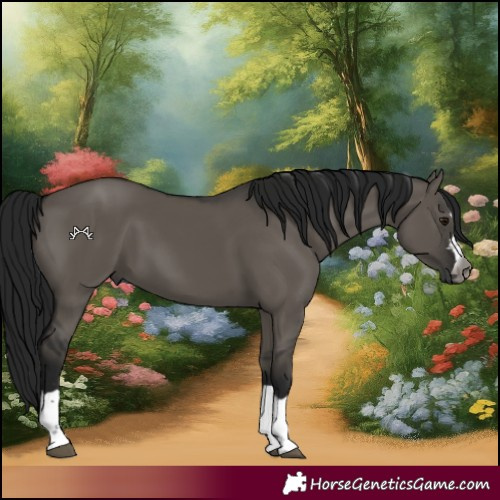 Horse Color:Gray Grullo 