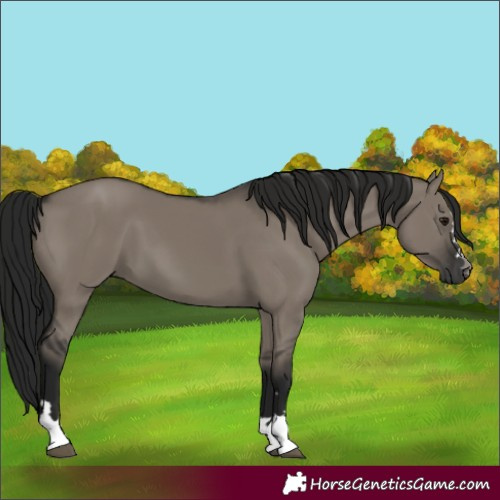 Horse Color:Unknown 
