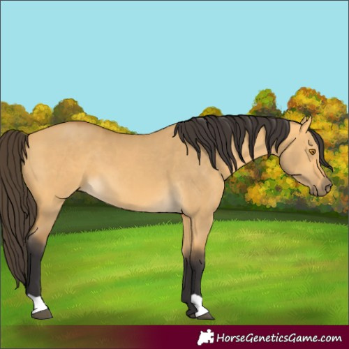 Horse Color:Unknown 