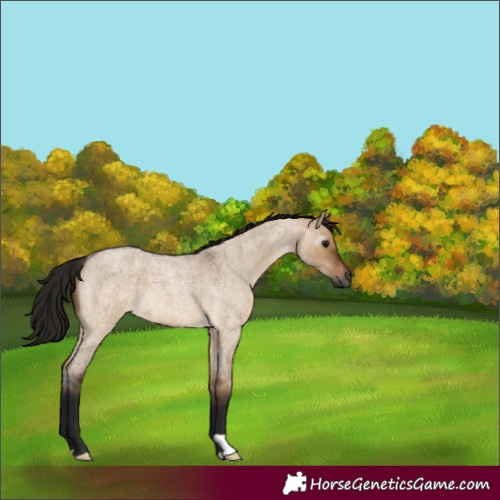 Horse Color:Gray Bay Roan Dun 
