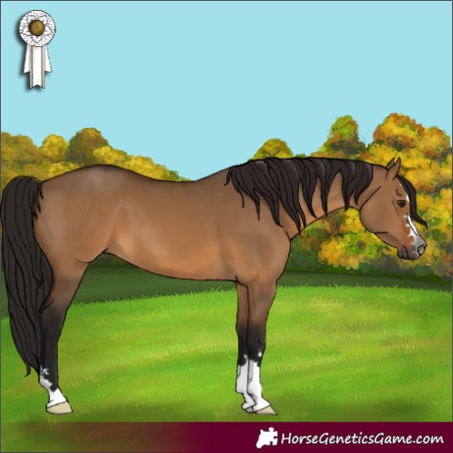 Horse Color:Unknown 