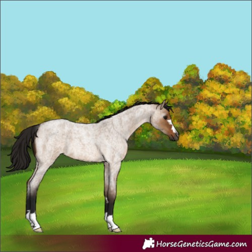 Horse Color:Gray Bay Roan Dun 