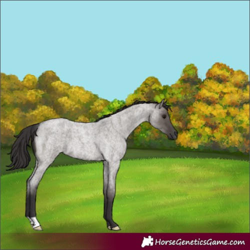 Horse Color:Smoky Grullo Roan 