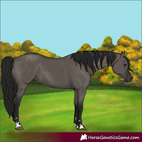 Horse Color:Unknown 