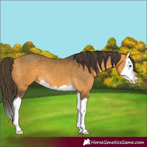 Horse Color:Unknown 