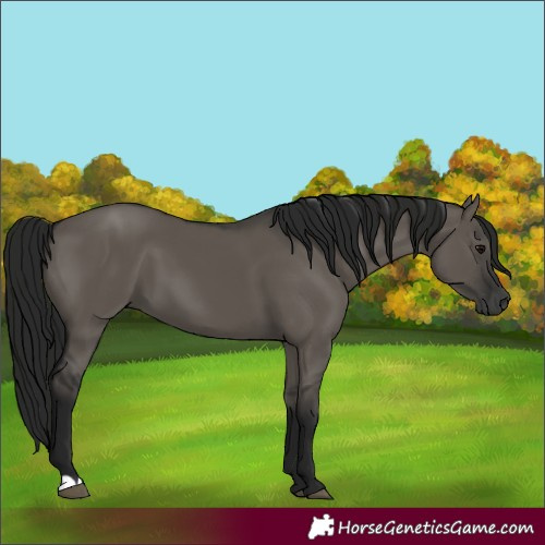 Horse Color:Unknown 